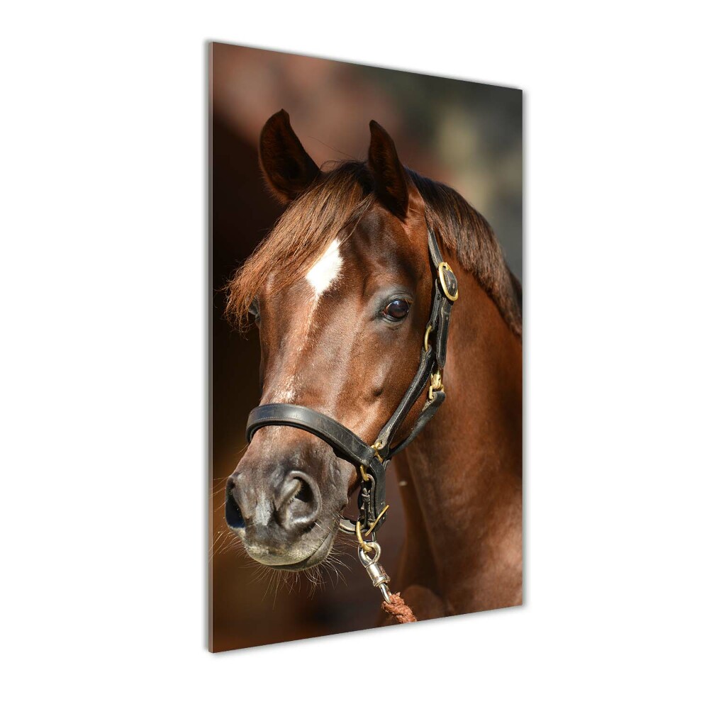 Vertikálny foto obraz fotografie na skle Portrét koňa