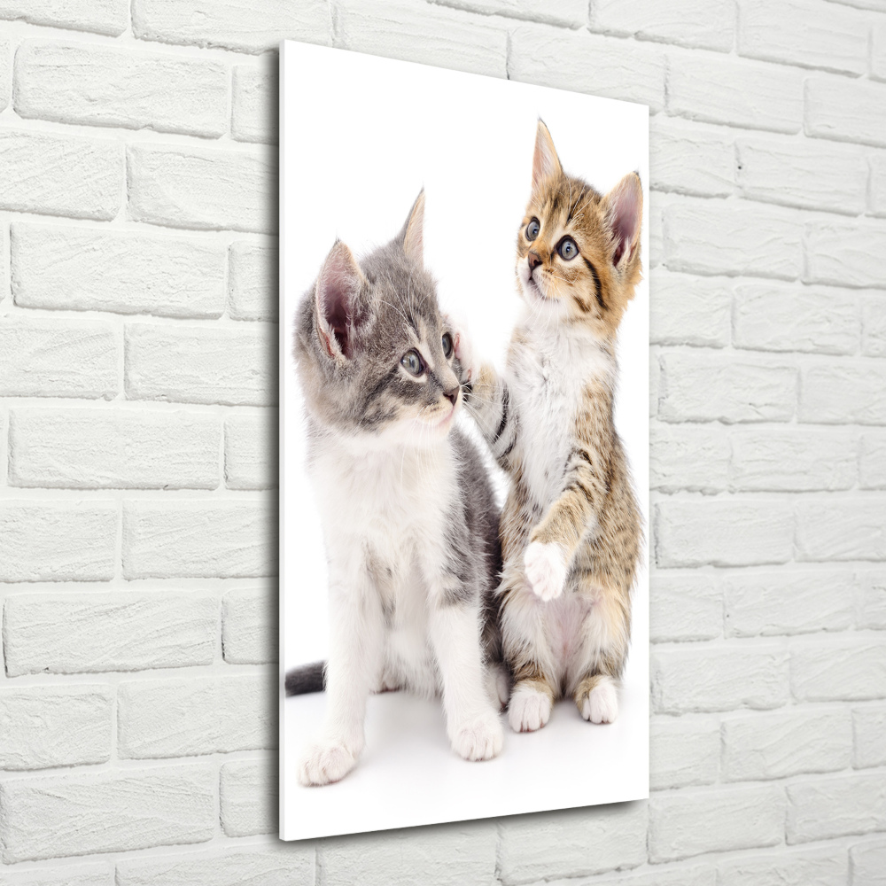 Vertikálny foto obraz sklo tvrdené Dve malé mačiatka