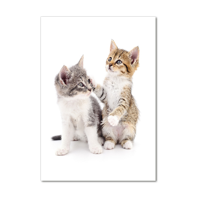 Vertikálny foto obraz sklo tvrdené Dve malé mačiatka