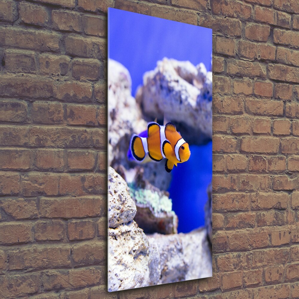 Vertikálny foto obraz fotografie na skle Ryba Nemo