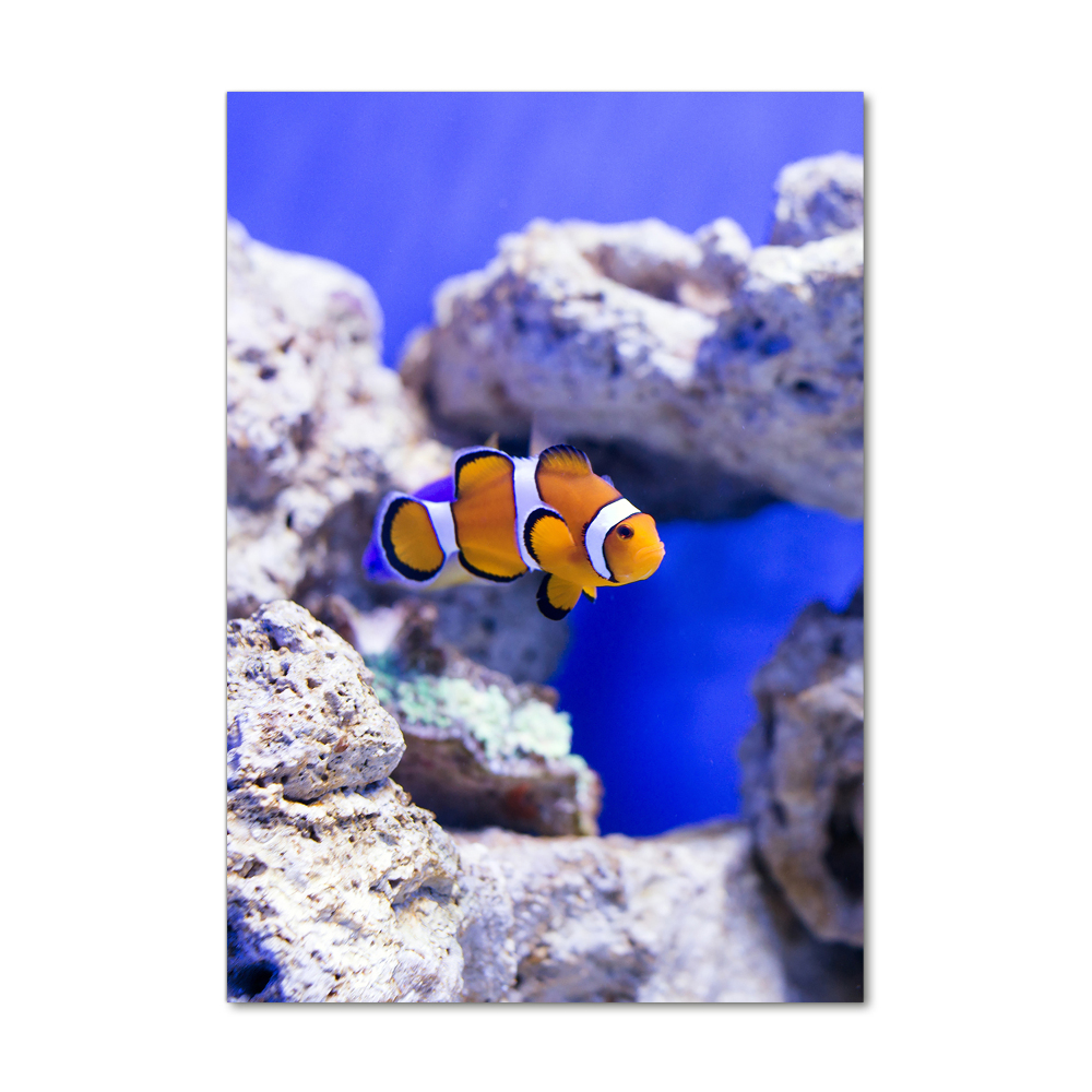 Vertikálny foto obraz fotografie na skle Ryba Nemo