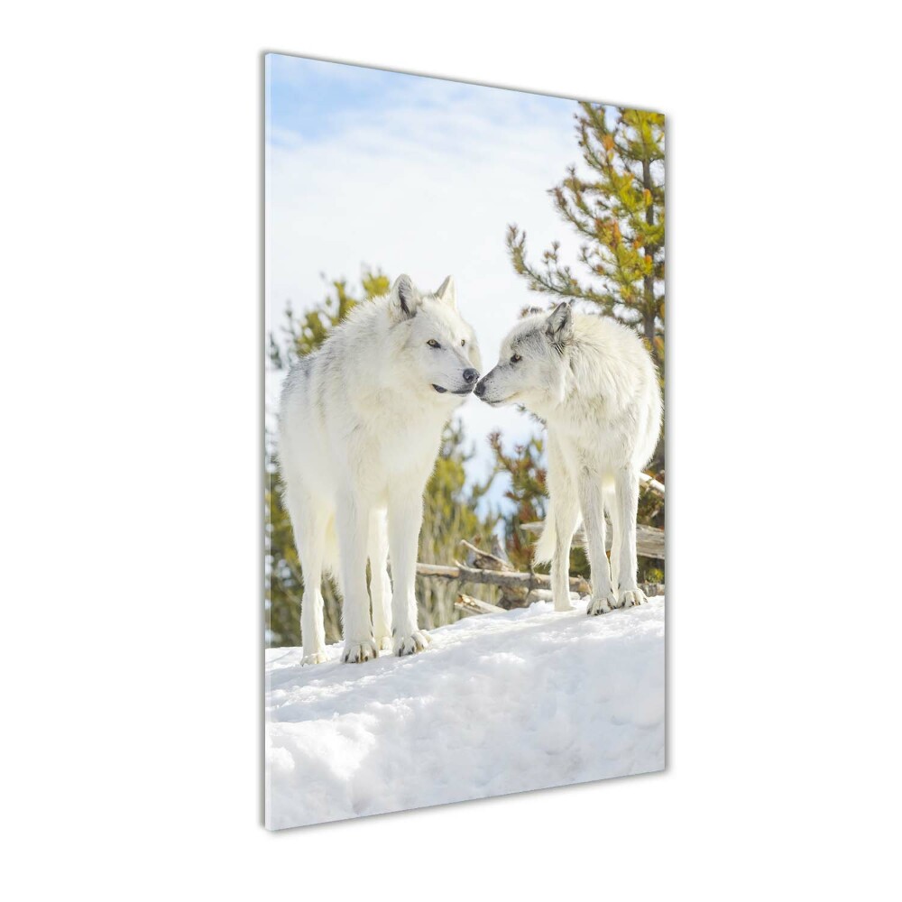 Vertikálny foto obraz sklenený Dva bieli vlci