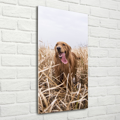 Vertikálny foto obraz sklo tvrdené Golden retriever