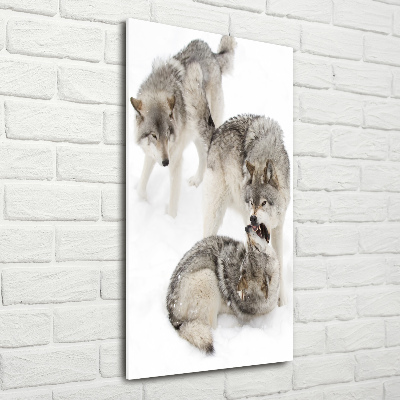 Vertikálny fotoobraz na skle Šedí vlci