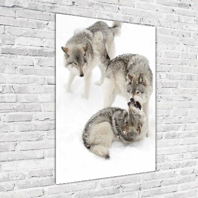 Vertikálny fotoobraz na skle Šedí vlci