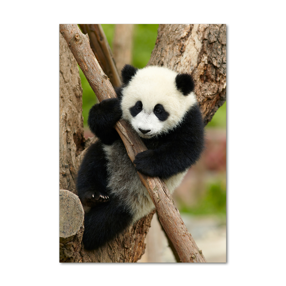 Vertikálny fotoobraz na skle Panda na strome