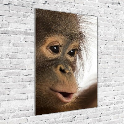 Vertikálny foto obraz fotografie na skle Mladý orangutan