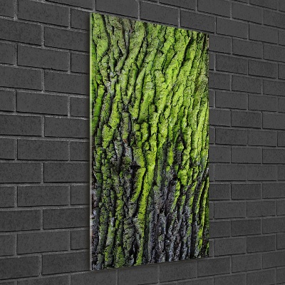 Vertikálny foto obraz sklenený Kôra stromu