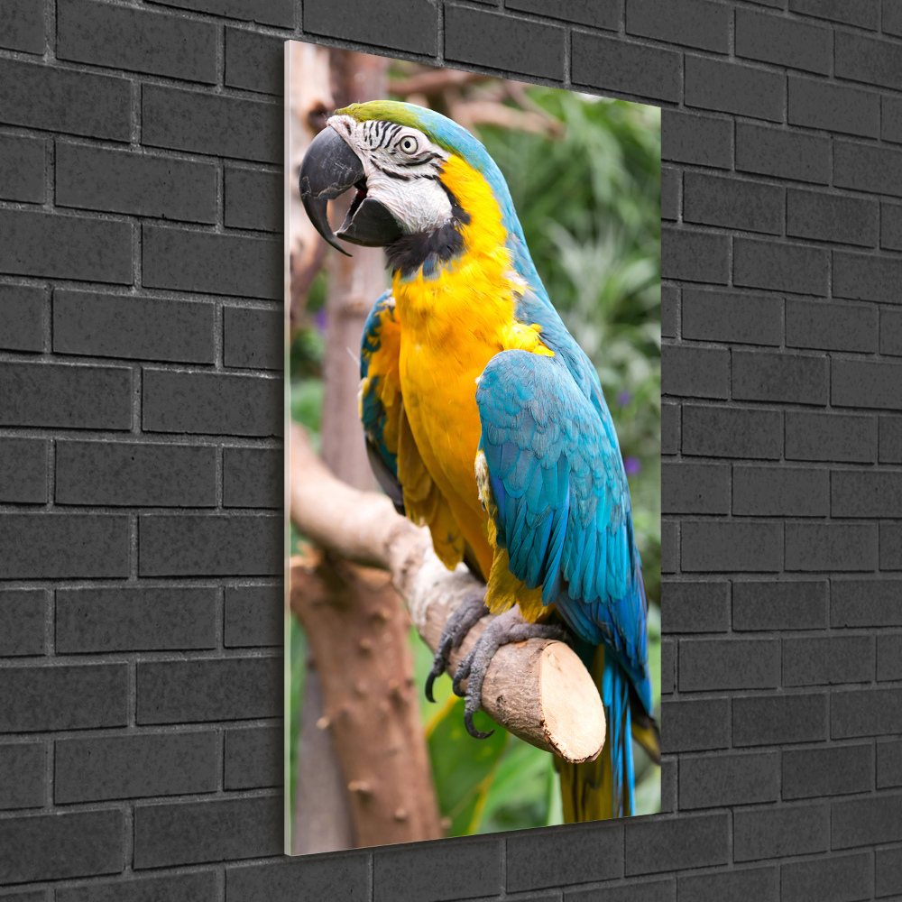 Vertikálny foto obraz sklo tvrdené Papagáj Ara