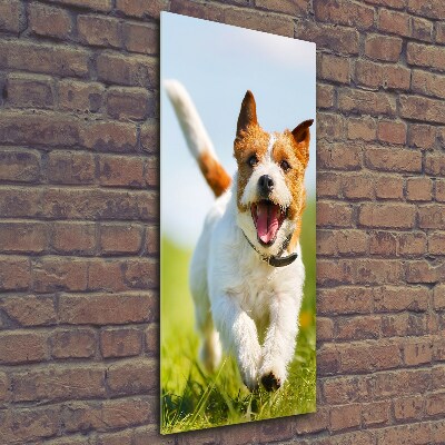 Vertikálny foto obraz sklo tvrdené Pes Jack Russell