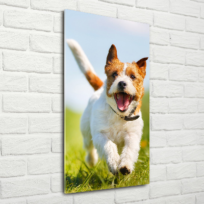 Vertikálny foto obraz sklo tvrdené Pes Jack Russell