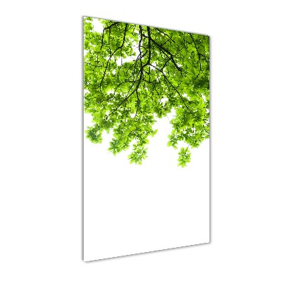Vertikálny foto obraz sklo tvrdené Koruna stromov