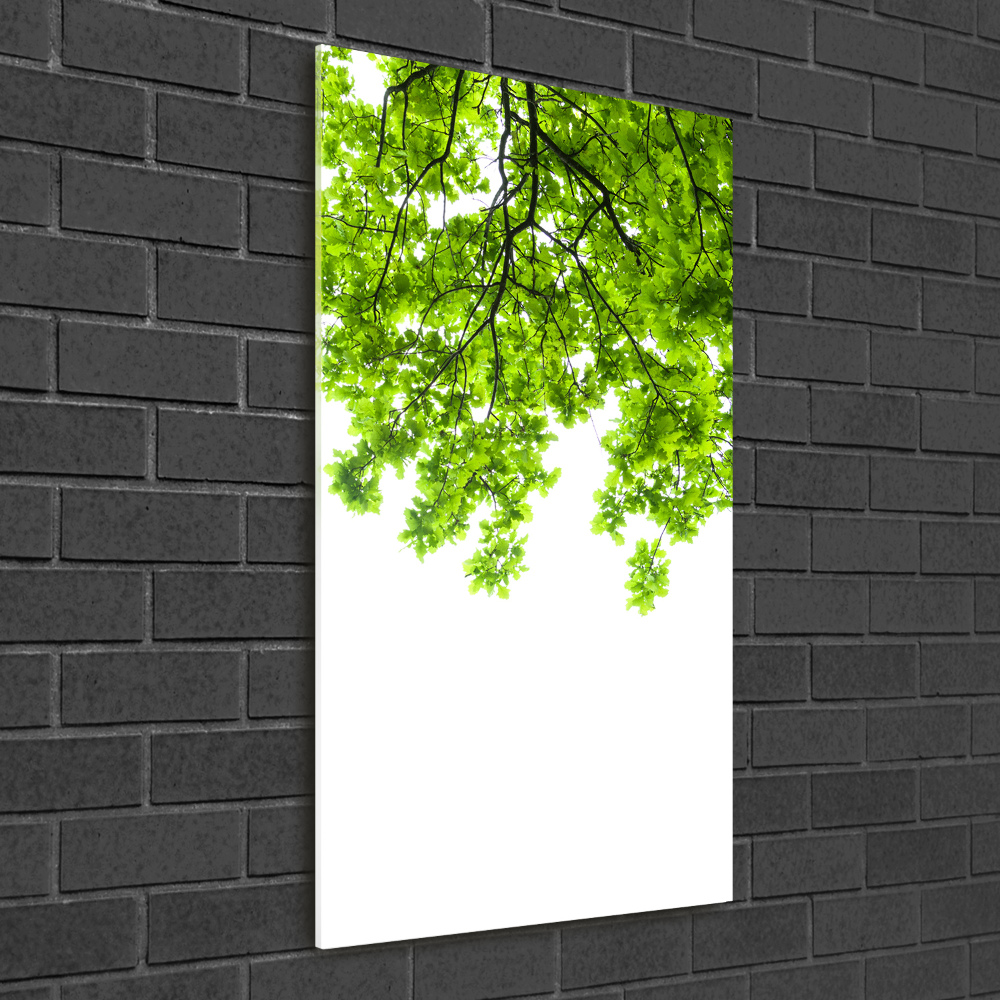 Vertikálny foto obraz sklo tvrdené Koruna stromov