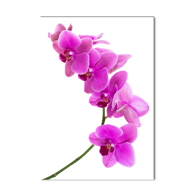 Vertikálny foto obraz sklenený Ružová orchidea