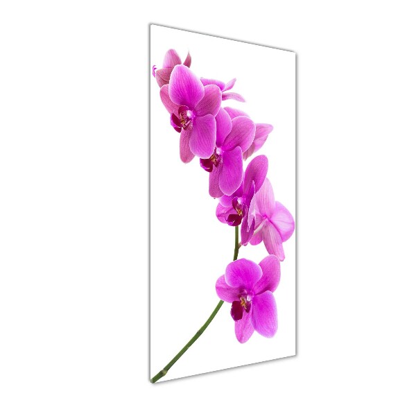 Vertikálny foto obraz sklenený Ružová orchidea