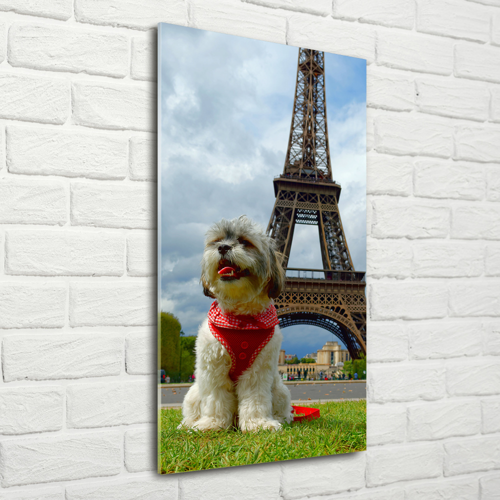 Vertikálny foto obraz sklo tvrdené Pes v Paríži