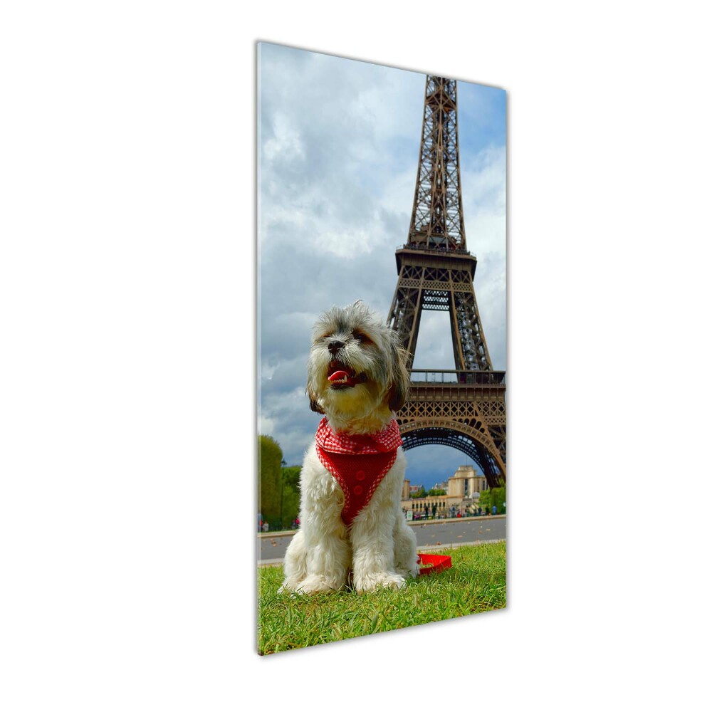 Vertikálny foto obraz sklo tvrdené Pes v Paríži