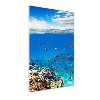 Vertikálny foto obraz sklo tvrdené Koralový útes