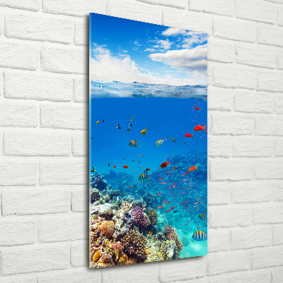 Vertikálny foto obraz sklo tvrdené Koralový útes
