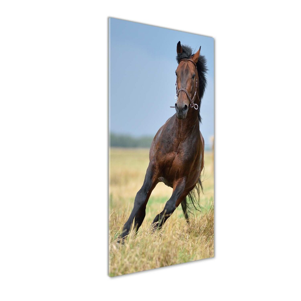 Vertikálny foto obraz sklenený Kôň na poli