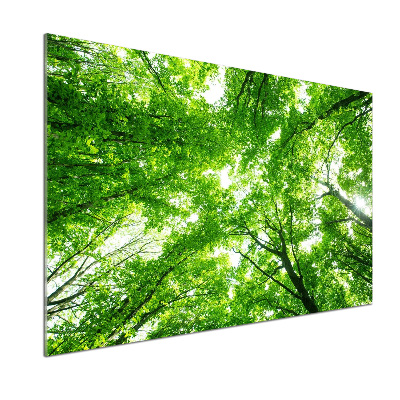 Dekoračný panel sklo Zelený les