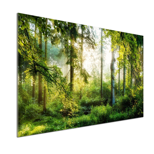 Panel do kuchyne Ranné slnko les
