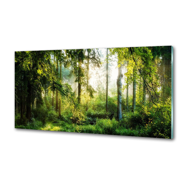 Panel do kuchyne Ranné slnko les