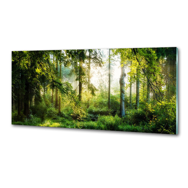 Panel do kuchyne Ranné slnko les
