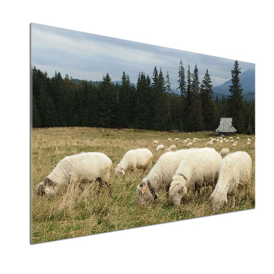 Panel do kuchyne Pasic sa ovce