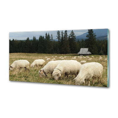 Panel do kuchyne Pasic sa ovce