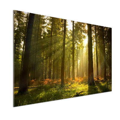 Dekoračný panel sklo Les slnko