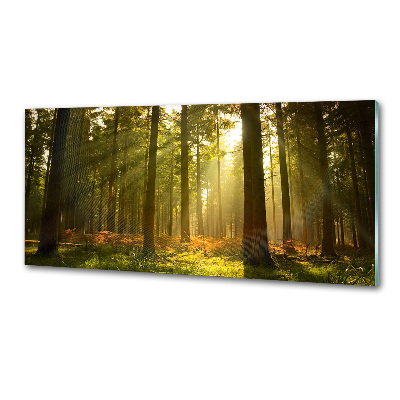 Dekoračný panel sklo Les slnko