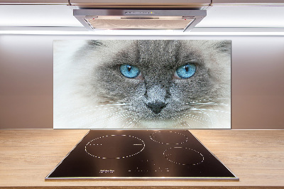 Panel lacobel Mačka modré oči