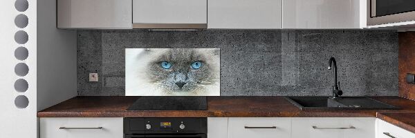 Panel lacobel Mačka modré oči