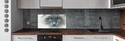 Panel lacobel Mačka modré oči