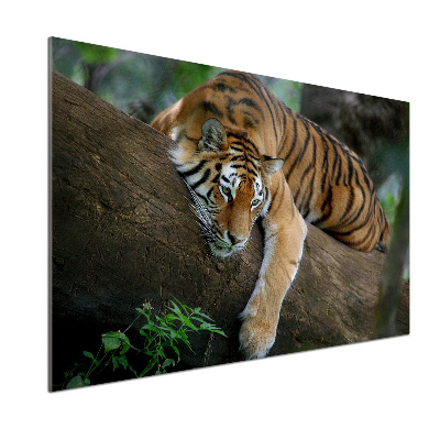 Panel do kuchyne Tiger na strome