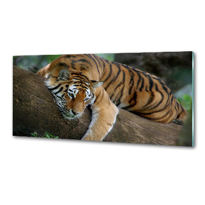 Panel do kuchyne Tiger na strome