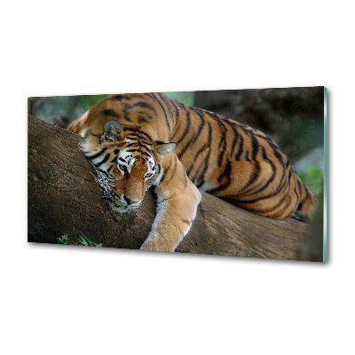 Panel do kuchyne Tiger na strome