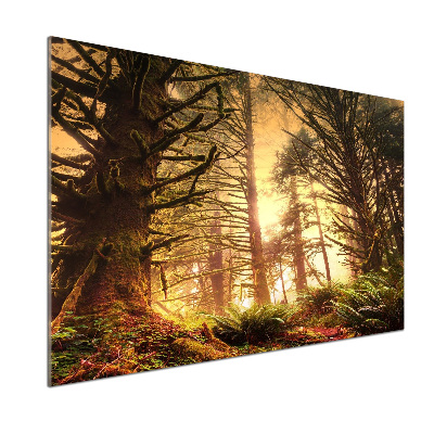 Panel do kuchyne Dažďový prales
