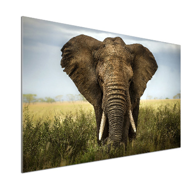 Panel do kuchyne Slon na savane