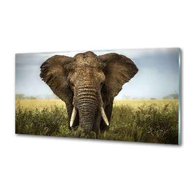 Panel do kuchyne Slon na savane