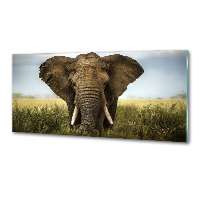 Panel do kuchyne Slon na savane