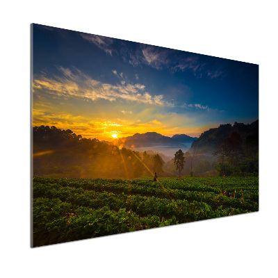 Panel do kuchyne Čajová plantáž