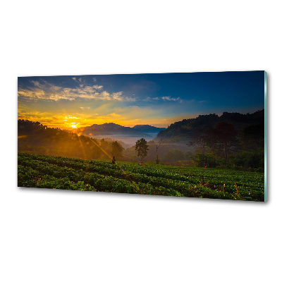 Panel do kuchyne Čajová plantáž
