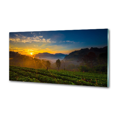 Panel do kuchyne Čajová plantáž