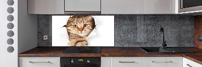 Panel tvrdené sklo do kuchyne Mačka