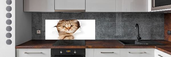 Panel tvrdené sklo do kuchyne Mačka