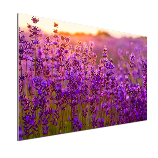 Dekoračný panel sklo Pole levanduľa