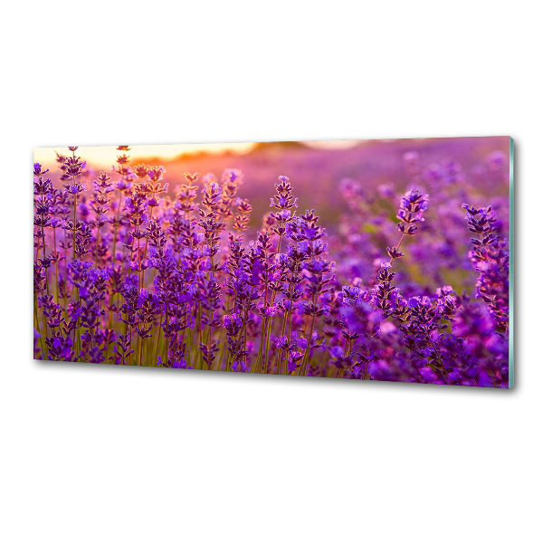 Dekoračný panel sklo Pole levanduľa