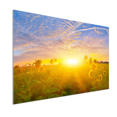 Panel do kuchyne Pole slnečníkov